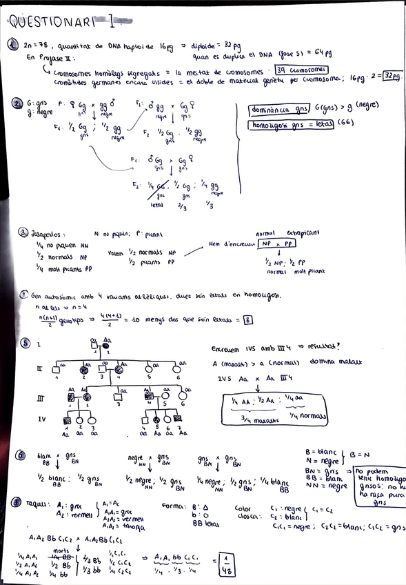 Miniatura del documento Questionari-I-resolt-respostes-i-justificacio.pdf