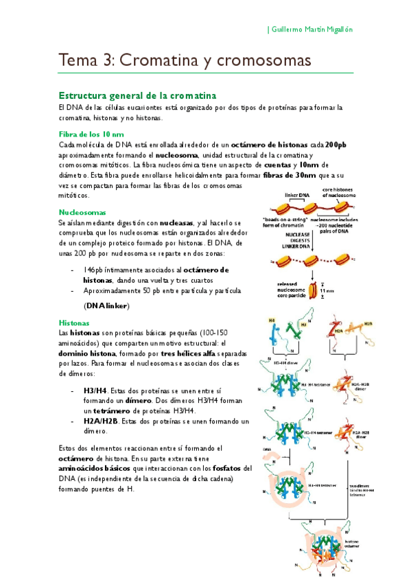 Miniatura del documento TEMA 3. Cromatina y cromosomas.pdf