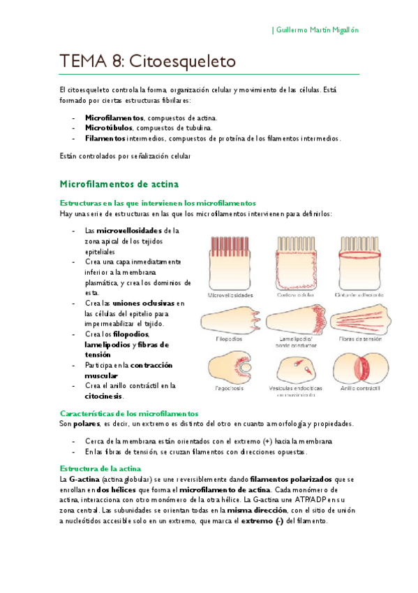 Miniatura del documento TEMA 8. Citoesqueleto.pdf