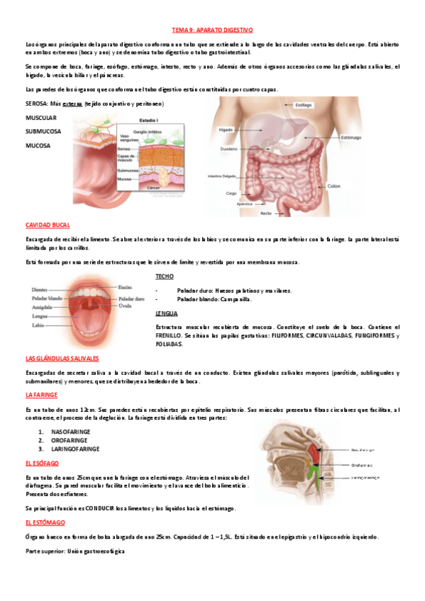 Miniatura del documento EXAMEN-TBE-T9-Y-T11-DIGESTIVO-Y-URINARIO.pdf