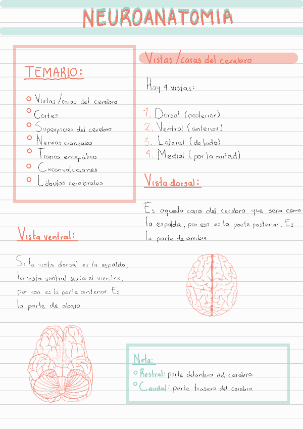 Miniatura del documento Neuroanatomia-1er-semestre.pdf