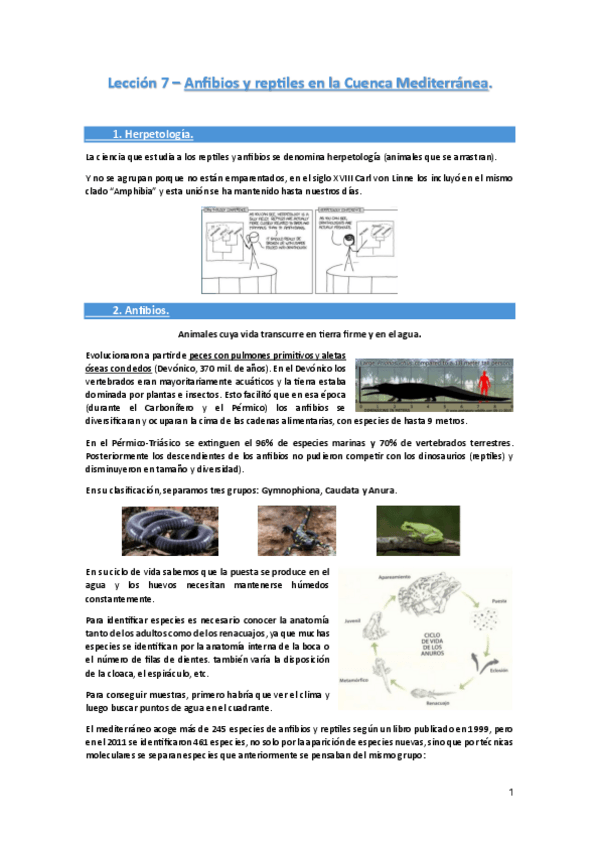 Miniatura del documento Leccion-7-Anfibios-y-Reptiles-en-la-cuenca-Mediterranea..pdf