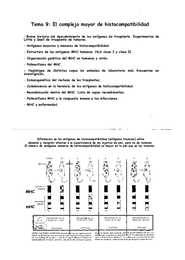Miniatura del documento Tema 10 - Complejo Mayor de Histocompatibilidad.PDF
