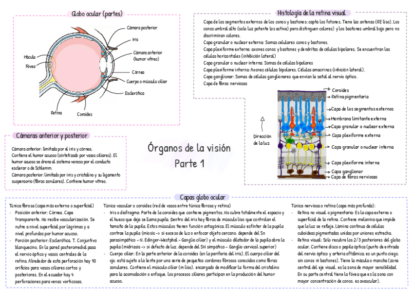 Miniatura del documento Sistema-Visual.pdf