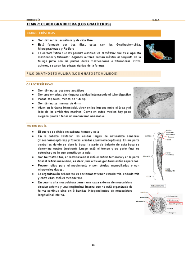 Miniatura del documento 7TEMAZOO.pdf