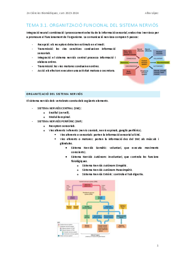 Miniatura del documento Tema-3.1.-Organitzacio-funcional-del-sistema-nervios.pdf