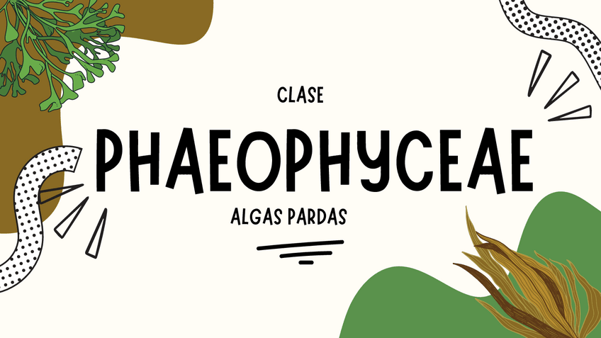 Miniatura del documento PHAEOPHYCEAE-ALGAS-PARDAS-COMPLETAS-VISU.pdf