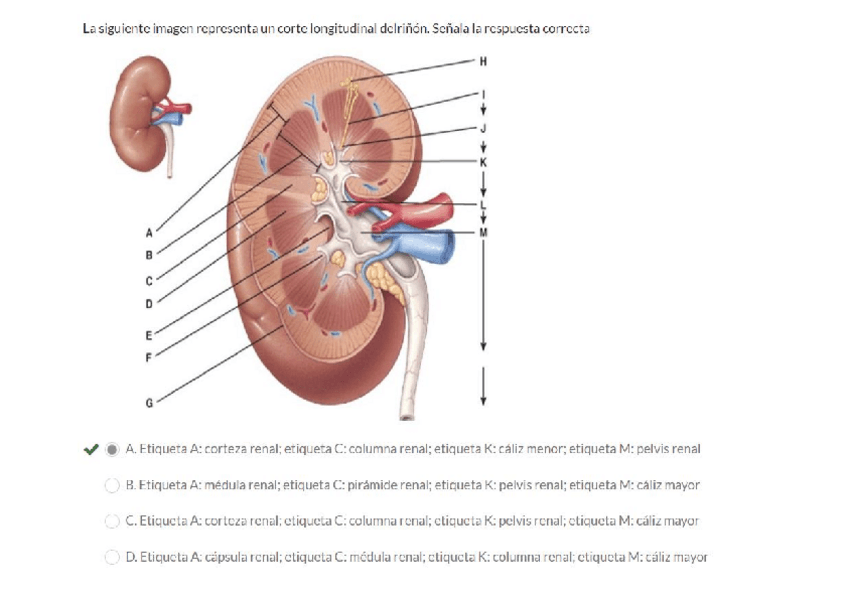 Miniatura del documento Preguntas-Primer-Parcial.pdf