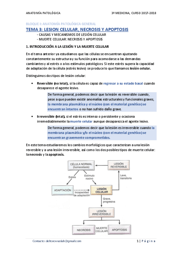 Miniatura del documento TEMA 03 - LESIÓN CELULAR- NECROSIS Y APOPTOSIS.pdf