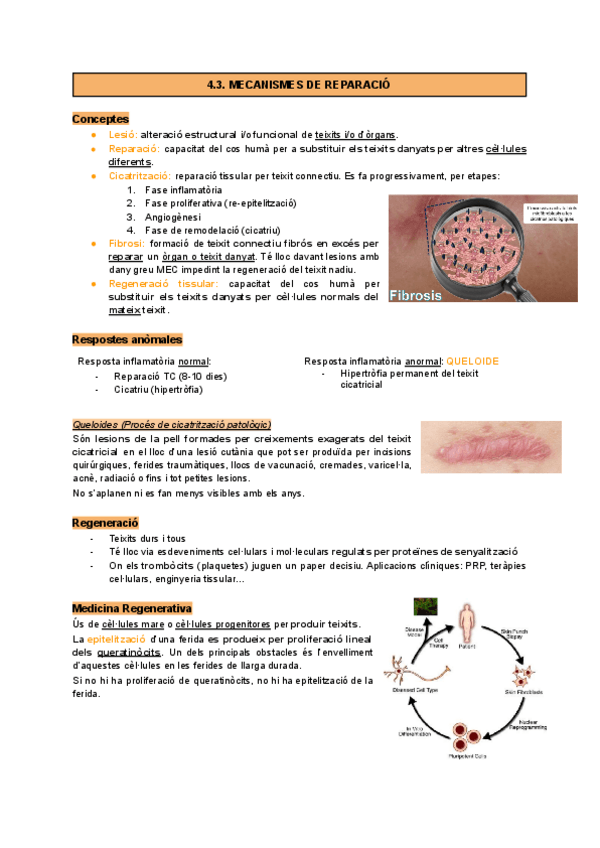 Miniatura del documento Apunts4.3.pdf