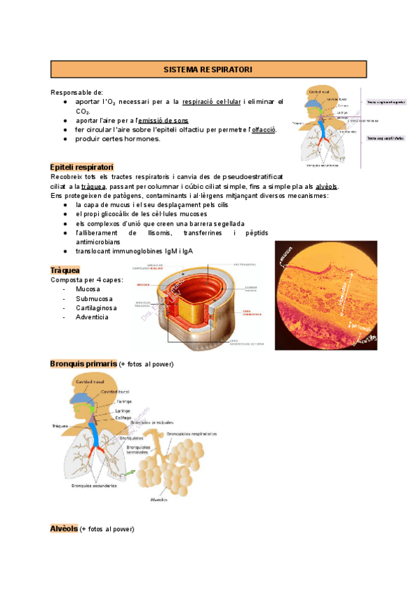 Miniatura del documento ApuntsPart1.pdf
