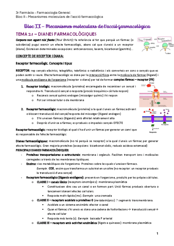 Miniatura del documento Bloc-II-Mecanismes-moleculars-de-laccio-farmacologica.pdf