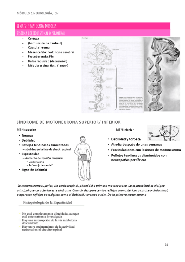 Miniatura del documento MODULO-1-NEURO-TEMA-3-TRASTORNOS-MOTORES.pdf