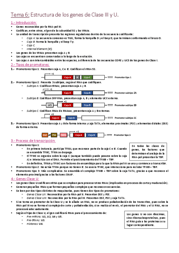 Miniatura del documento Tema 6 - Estructura de genes de Clase III y U.pdf