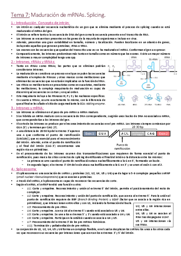 Miniatura del documento Tema 7 - Maduración de mRNAs. Splicing.pdf