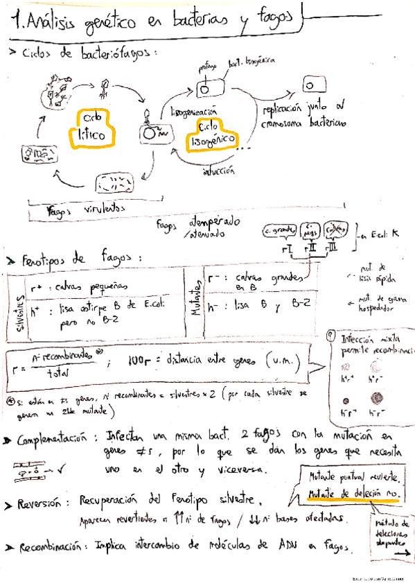 Miniatura del documento Apuntes-del-primer-parcial-Genetica-II.pdf