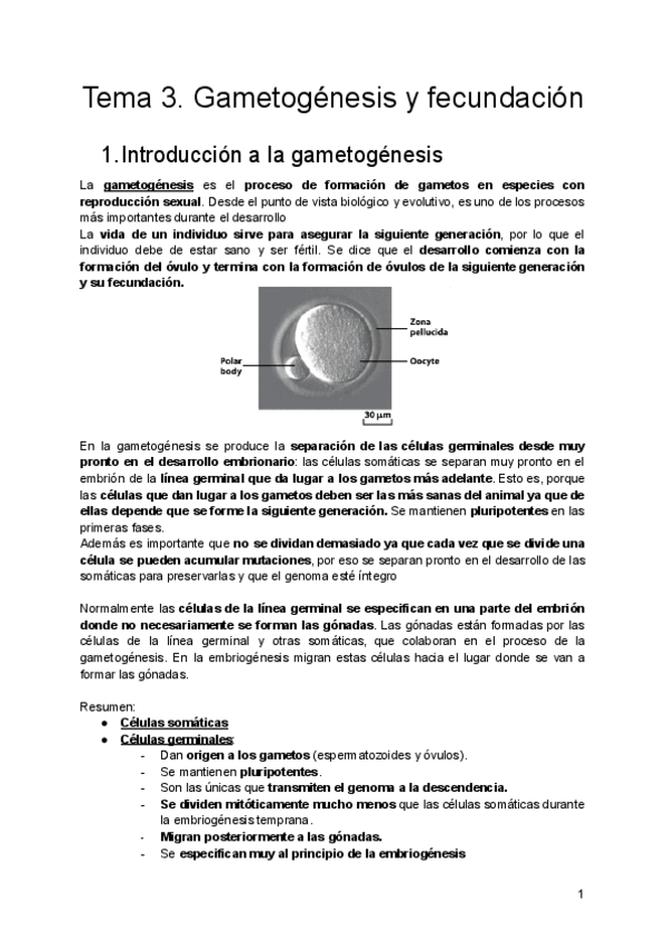 Miniatura del documento Tema-3.-Gametogenesis-y-fecundacion.pdf