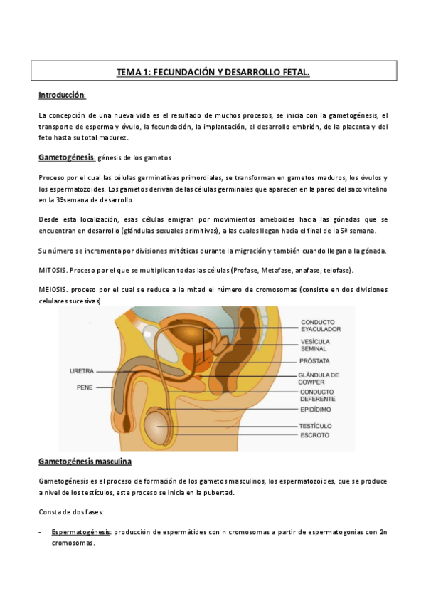 Miniatura del documento TEMA 1 fecundacion y desarrollo embrionario.pdf
