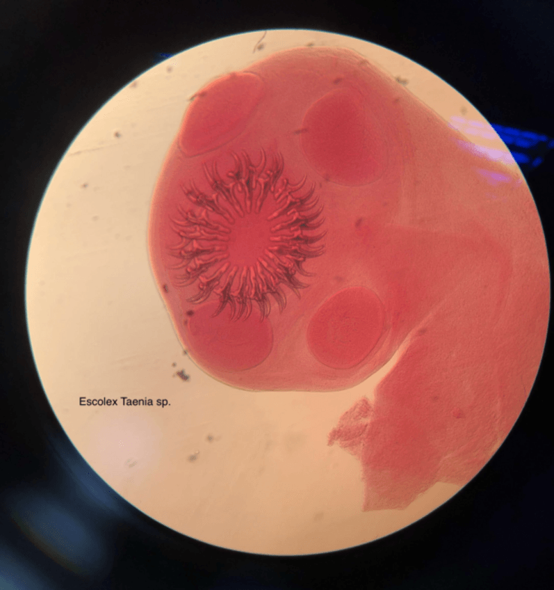Miniatura del documento practicas-dia-5-parasitologia.pdf
