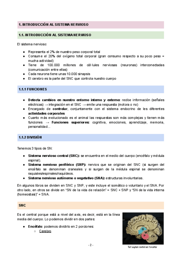 Miniatura del documento Neuroanatomia.pdf