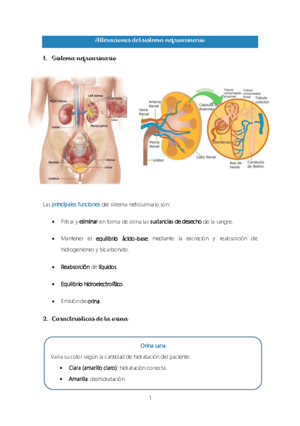 Miniatura del documento Tema-12.-Alteraciones-del-sistema-nefrourinario.pdf