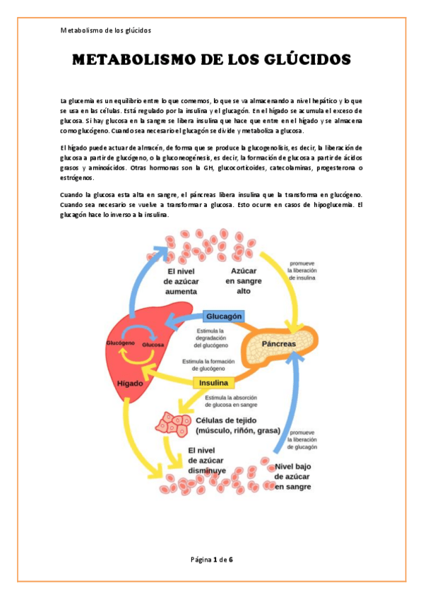 Miniatura del documento Apuntes.-Metabolismo-de-los-Glucidos.pdf
