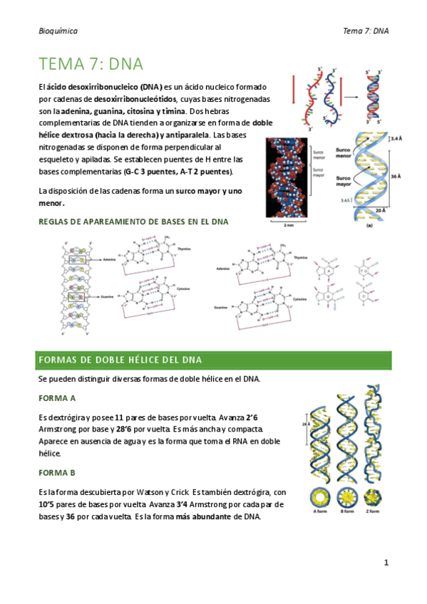 Miniatura del documento bioquimica-tema-7.pdf