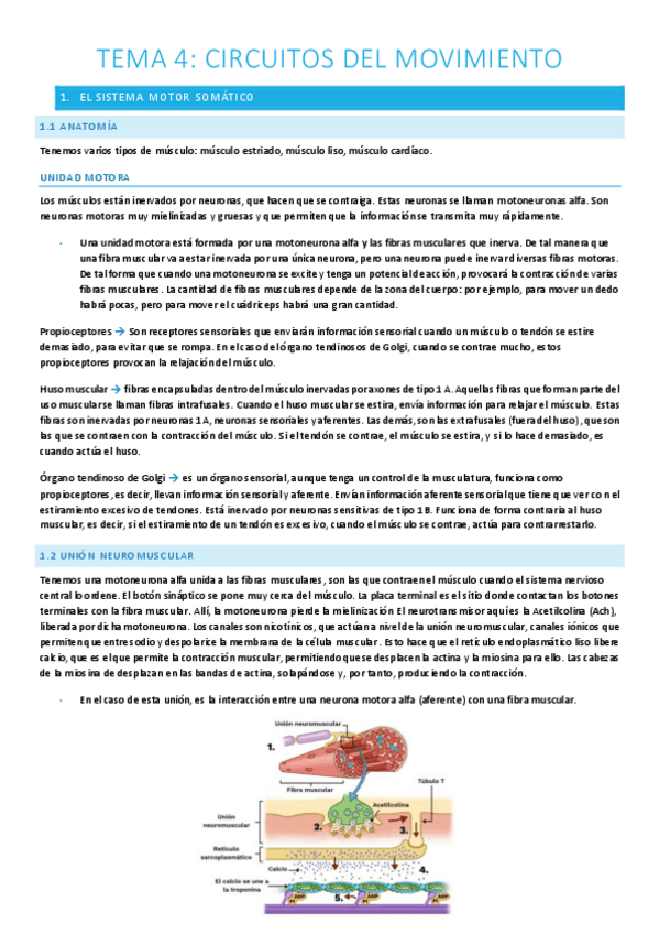 Miniatura del documento T.4-Circuitos-del-movimiento.pdf