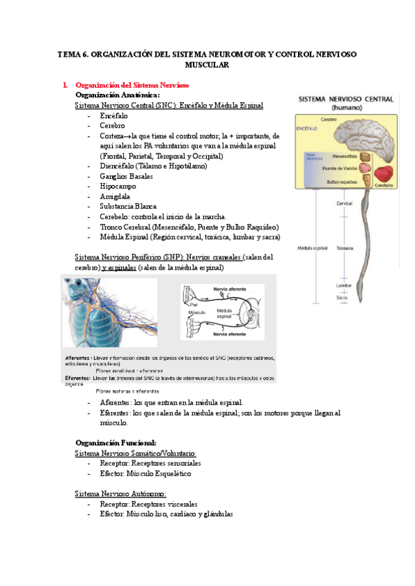 Miniatura del documento TEMA-6-ORGANIZACION-DEL-SISTEMA-NEUROMOTOR-Y-CONTROL-NERVIOSO-MUSCULAR.pdf