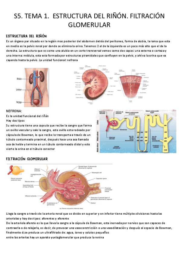 Miniatura del documento S5.-Tema-1.-Estructura-rinon-y-filtracion-glomerular.pdf