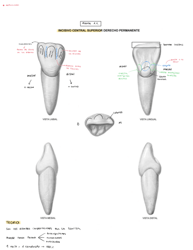 Miniatura del documento incisivos-superiores-e-inferiores.pdf