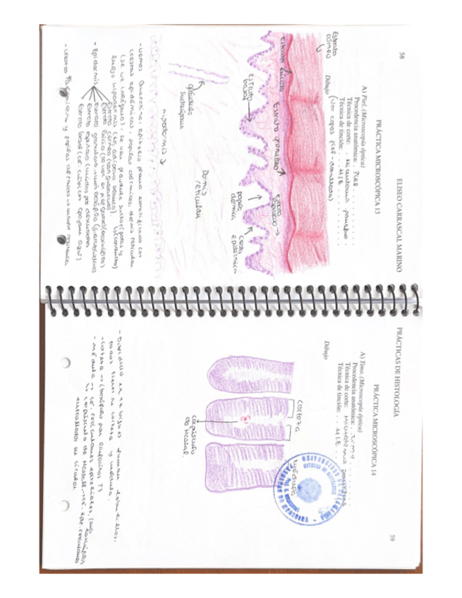 Miniatura del documento PRACTICAS-DE-HISTOLOGIA-2.pdf