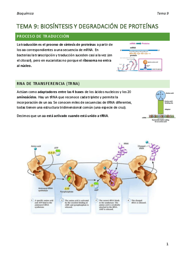 Miniatura del documento bioquimica-tema-9.pdf