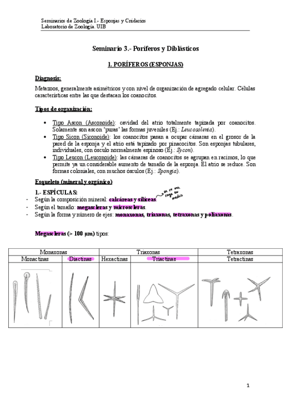 Miniatura del documento Practica-3.-Esponjas-y-Cnidarios-2024.pdf