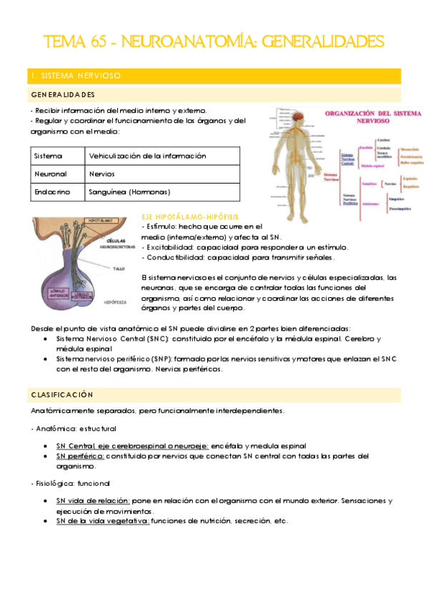 Miniatura del documento Bloque-5-Neuroanatomia.pdf