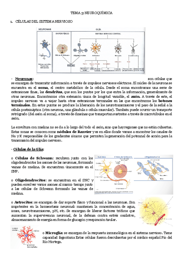 Miniatura del documento TEMA-5-NEUROQUIMICA.pdf