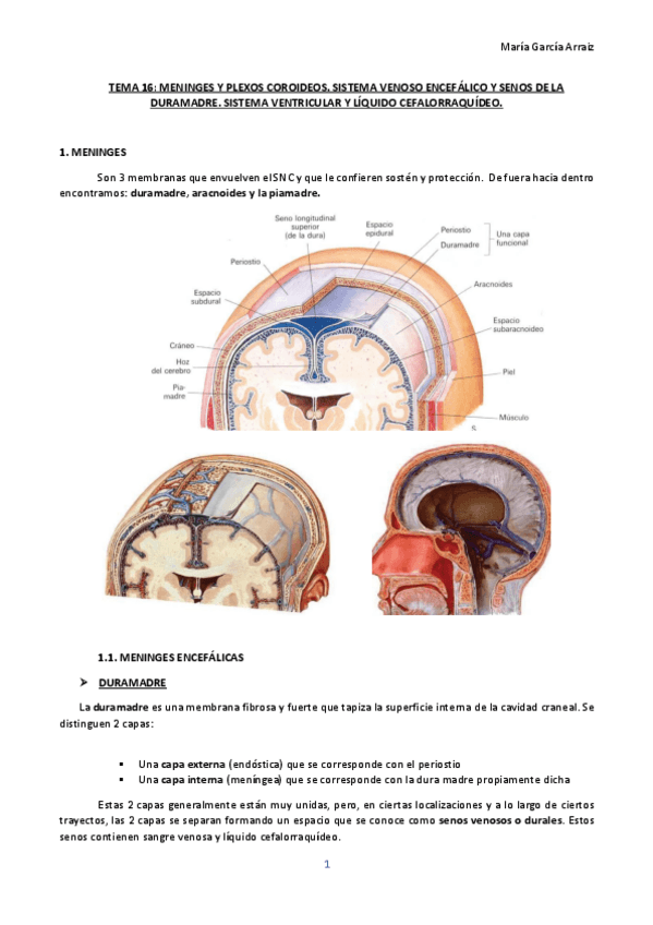 Miniatura del documento Neuroanatomía (bloque II).pdf