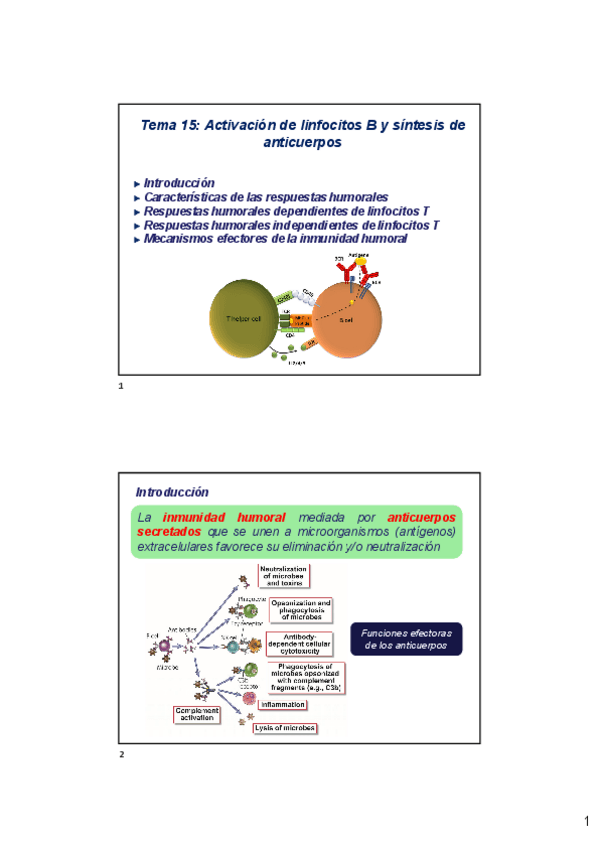 Miniatura del documento Tema-15-Activacion-de-linfocitos-B-y-sAntesis-de-anticuerpos-2023-2024-x2.pdf