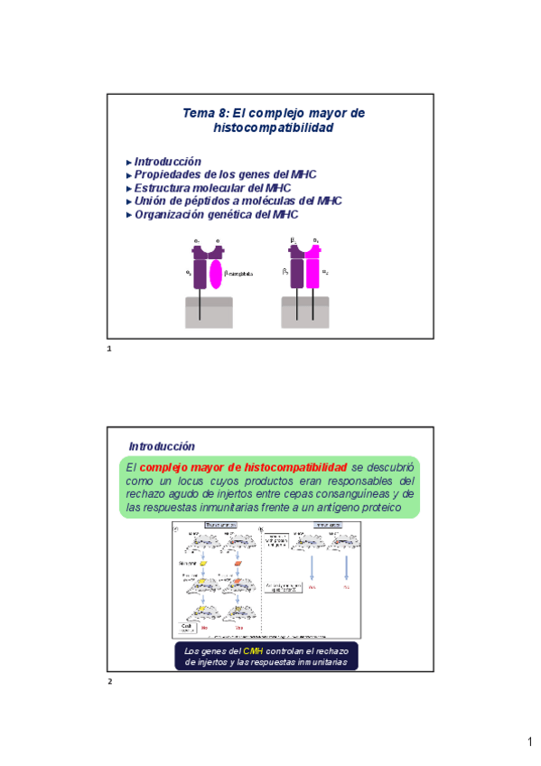 Miniatura del documento Tema-8-El-complejo-mayor-de-histocompatibilidad-2023-2024-x2.pdf
