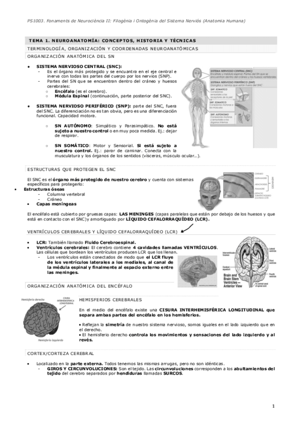 Miniatura del documento tema-1234-neuro-2.pdf
