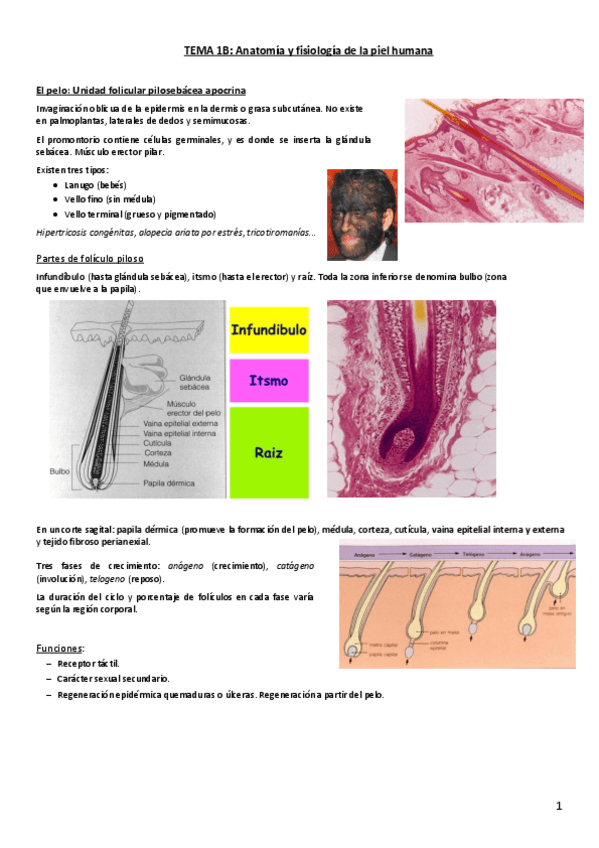 Miniatura del documento Tema 1B. Anatomía de la piel.pdf