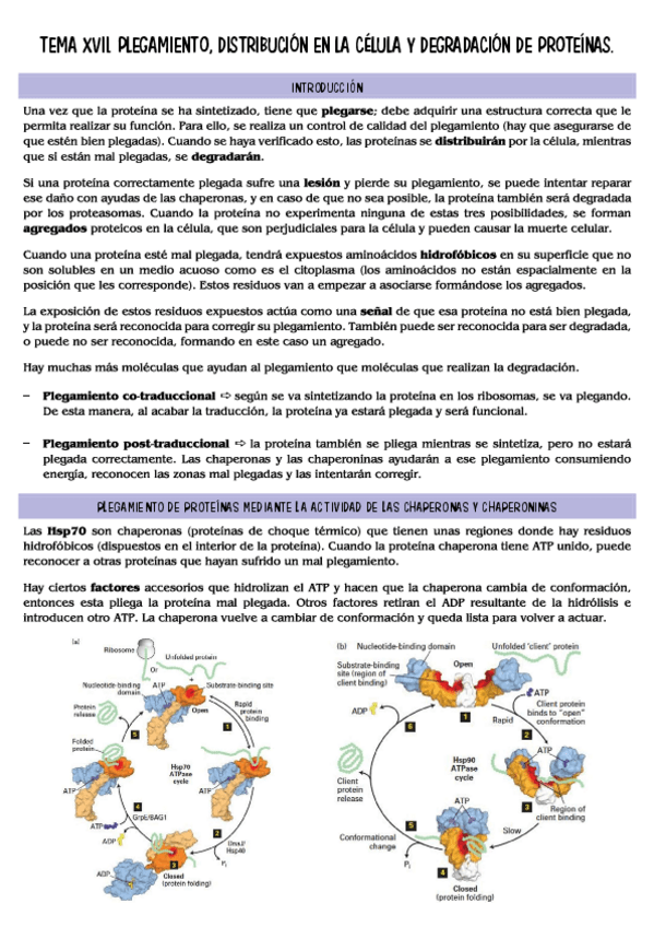 Miniatura del documento biologia-molecular-T17.pdf