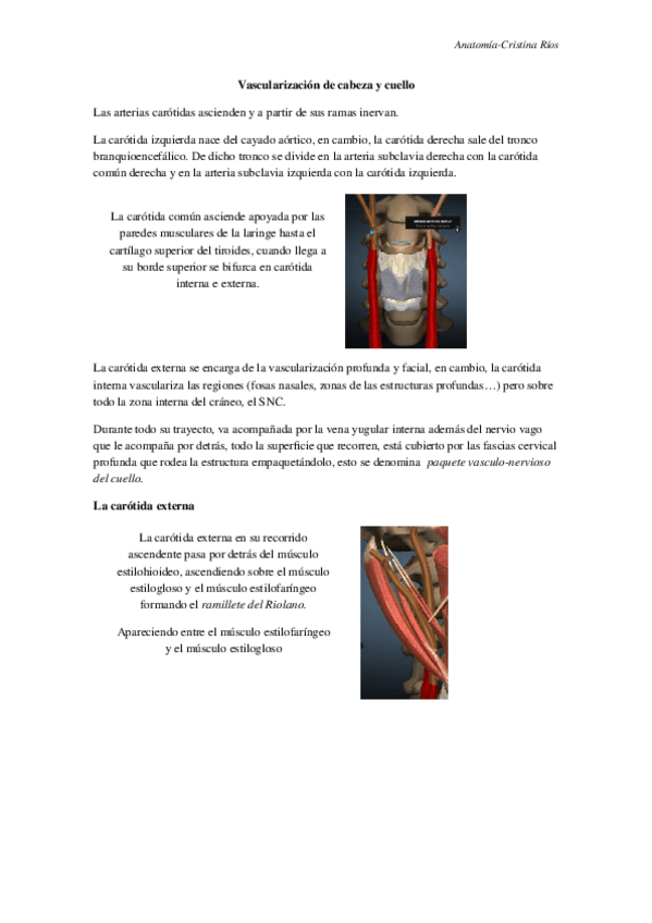 Miniatura del documento Vascularización cabeza y cuello.docx
