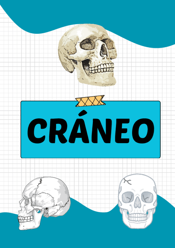 Miniatura del documento Craneo.pdf