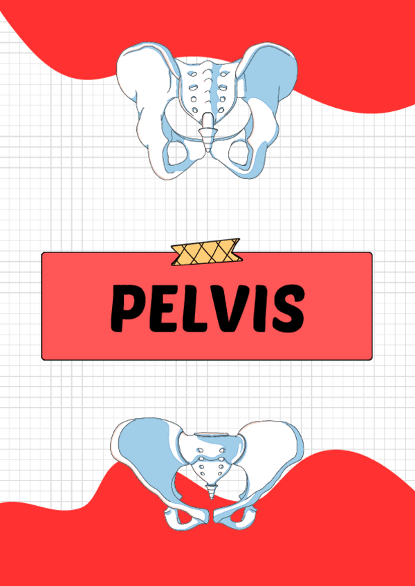 Miniatura del documento Pelvis.pdf