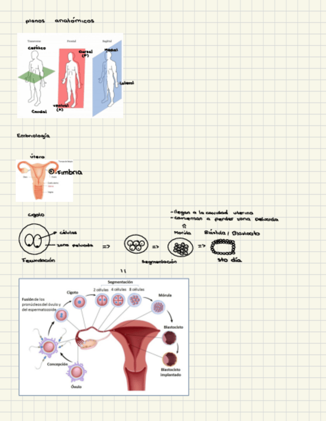 Miniatura del documento ANATOMIA.-PRIMER-PARCIAL.pdf