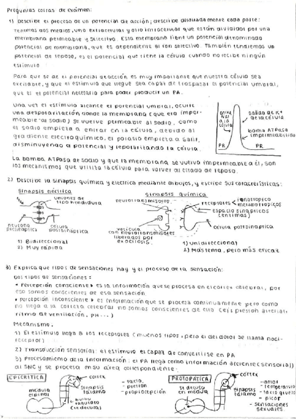 Miniatura del documento Preguntas-cortas-de-examenes-resueltas.pdf