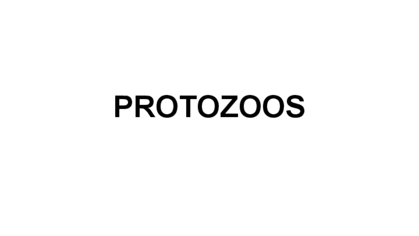 Miniatura del documento PROTOZOOS-TIPO-FLASHCARD.pdf