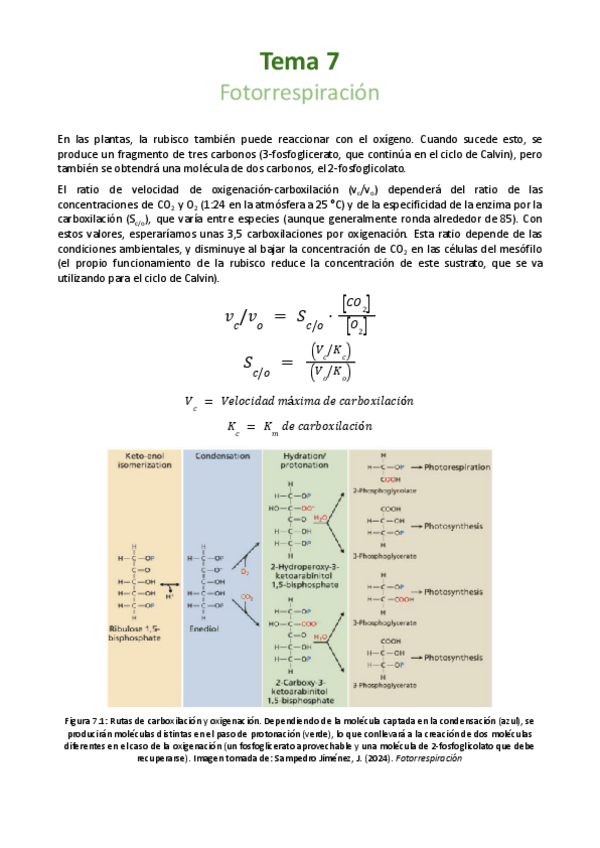 Miniatura del documento Tema-7-Fotorrespiracion.pdf