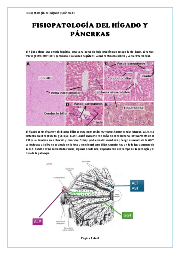 Miniatura del documento Apuntes.-Fisiopatologia-del-higado-y-el-pancreas.pdf